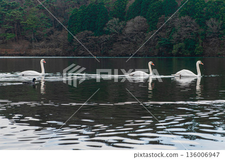 志高湖的疣鼻天鵝 136006947