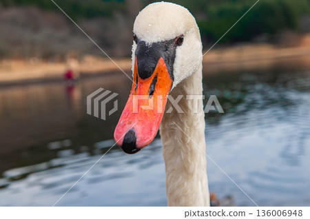 Mute swans at Lake Shidaka 136006948