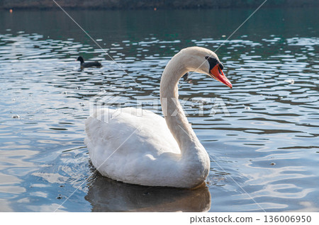 Mute swans at Lake Shidaka 136006950