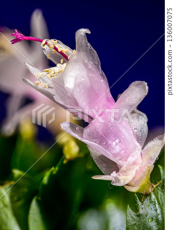 White And Pink Christmas Cactus Flower Against Dark Purple Background 136007075