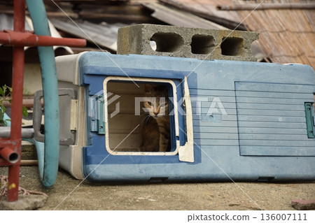 In the cooler box In the cooler box 136007111