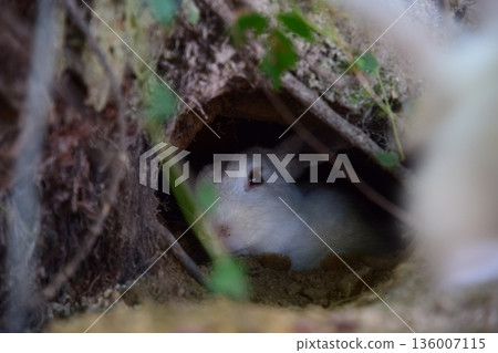 A baby rabbit hiding in its burrow A baby rabbit hiding in its burrow 136007115