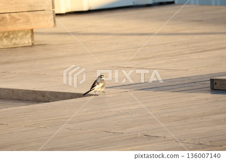 A scene with a white wagtail walking on a board A scene with a white wagtail walking on a board 136007140