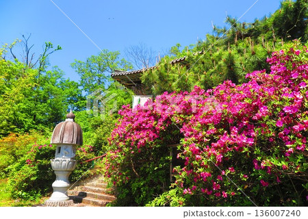 Blue sky and azalea on a hill 1 136007240