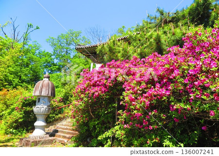 Blue sky and azalea on a hill 2 136007241