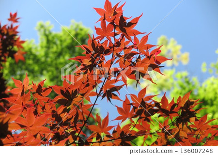 紅綠相間的秋葉風景 3 136007248