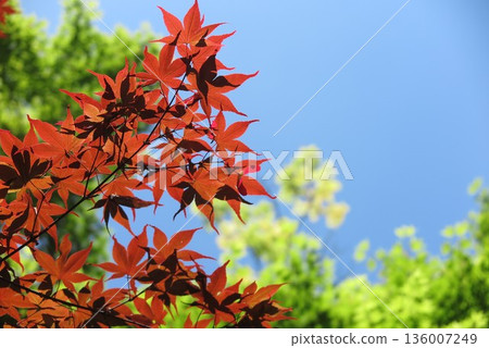 紅綠相間的秋葉風景 4 136007249