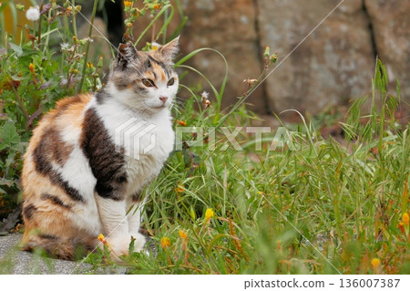 可愛的三毛貓 136007387