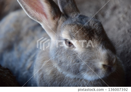 Sleepy Rabbit Sleepy Rabbit 136007392