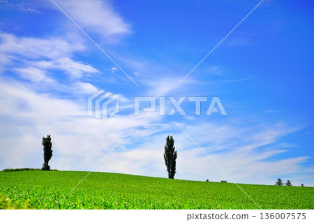 北海道美瑛鎮的風景 136007575