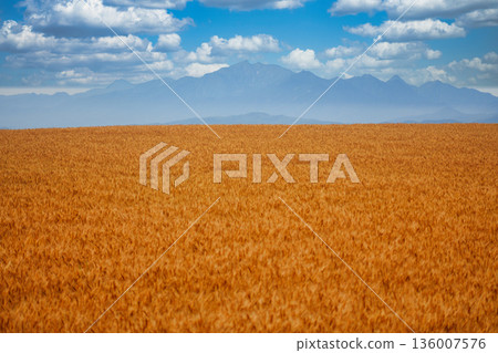 Autumn in Hokkaido: Wheat fields and the Tokachi Mountains Autumn in Hokkaido: Wheat fields and the Tokachi Mountains 136007576