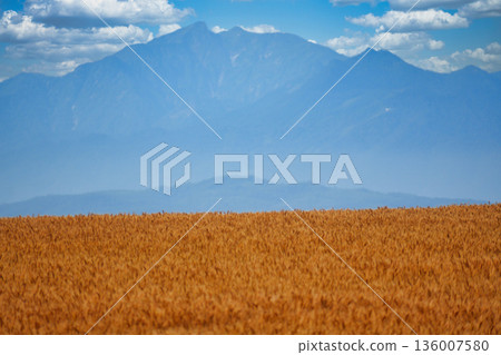 Autumn in Hokkaido: Wheat fields and the Tokachi Mountains Autumn in Hokkaido: Wheat fields and the Tokachi Mountains 136007580