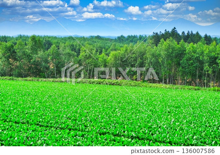 Potato fields and birch forests in Biei with the Tokachi mountain range in the background 136007586
