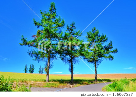 Mild Seven Hills 136007587