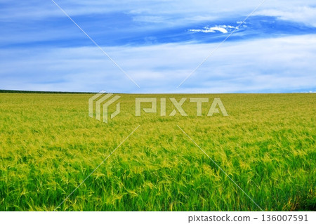 Wheat fields in Biei, Hokkaido Wheat fields in Biei, Hokkaido 136007591