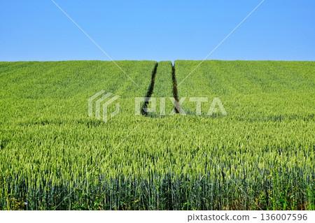 Wheat fields on the hills of Biei, Hokkaido Wheat fields on the hills of Biei, Hokkaido 136007596