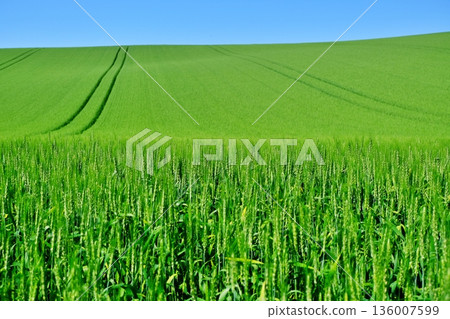 Wheat fields on the hills of Biei, Hokkaido 136007599