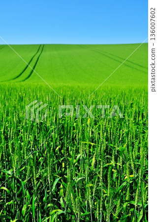 北海道美瑛山上的麥田 136007602