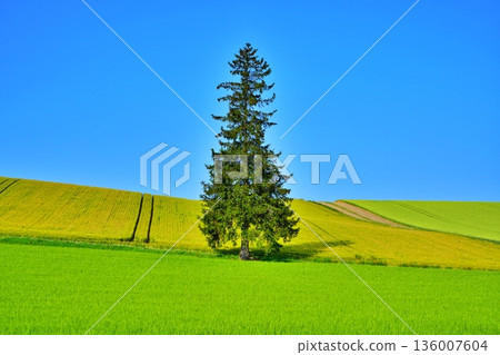 北海道美瑛的聖誕樹 136007604