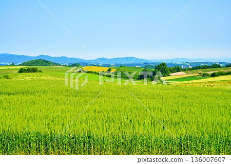 Patchwork Hill and Wheat Fields in Biei, Hokkaido 136007607
