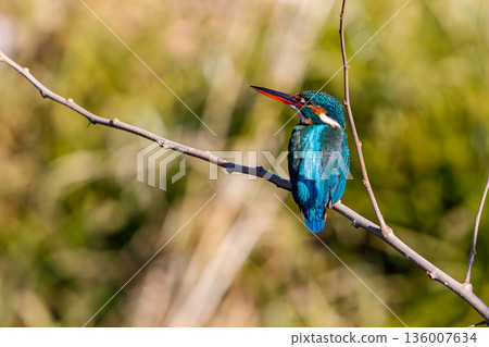 Kingfisher 136007634