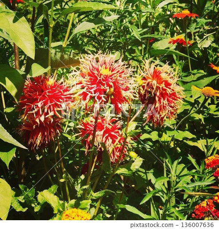 Colorful dahlias blooming in Monet's garden in Giverny, France, and the summer sunshine 136007636