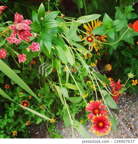 Gaillardia and other colorful summer flowers blooming in Monet's garden in Giverny, France 136007637