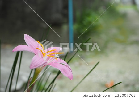 沖繩植物，假番紅花，沖繩風景 136007705