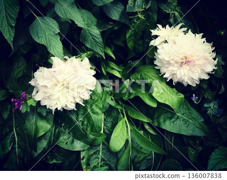 The contrast between the pure white dahlias and deep green leaves in Monet's garden in Giverny, France 136007838
