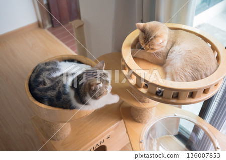 pet care concept with play and happy feeling with cat in living room 136007853