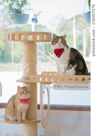 pet care concept with british and scottish cat play and fun in cat house 136007879