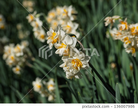 A park in early spring with double-flowered daffodils in full bloom 136007986