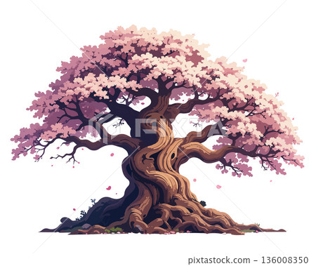 Cherry blossoms in full bloom 136008350