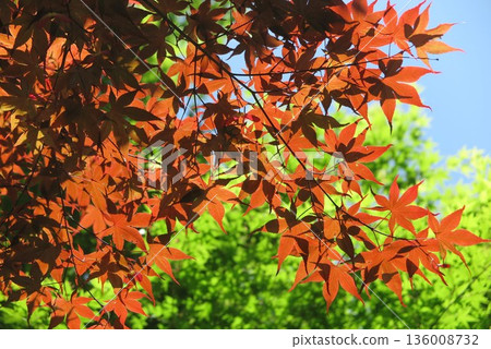 紅綠相間的秋葉景觀 5 136008732