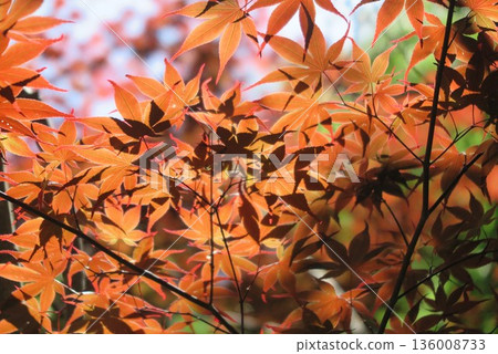 紅綠相間的秋葉景觀 6 136008733