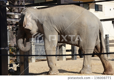 A scene from a zoo with an Asian elephant eating something with its long trunk in its mouth A scene from a zoo with an Asian elephant eating something with its long trunk in its mouth 136008771