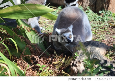 A view of a zoo with ring-tailed lemurs looking up A view of a zoo with ring-tailed lemurs looking up 136008772