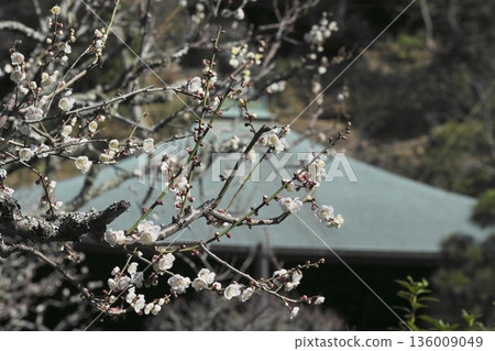 White plum blossoms at Zuisenji Temple in Kamakura White plum blossoms at Zuisenji Temple in Kamakura 136009049