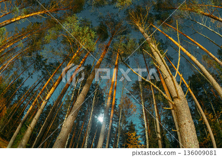 Looking Up at Tall Pine Trees and Starry Night Sky 136009081