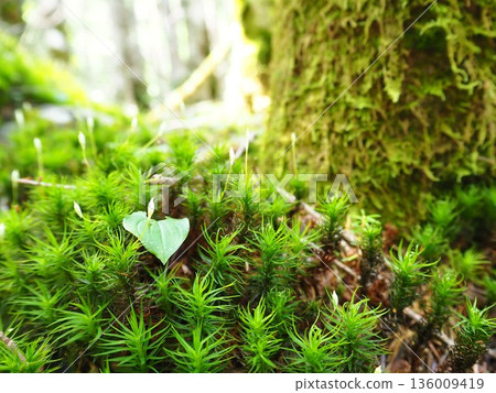 神秘的苔蘚 神秘的苔蘚 136009419