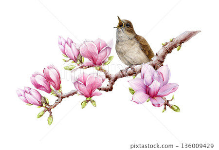 Singing nightingale bird on blooming pink magnolia tree branch vintage style watercolor illustration. Hand drawn European forest songbird with pink magnolia springtime flowers on white background 136009429