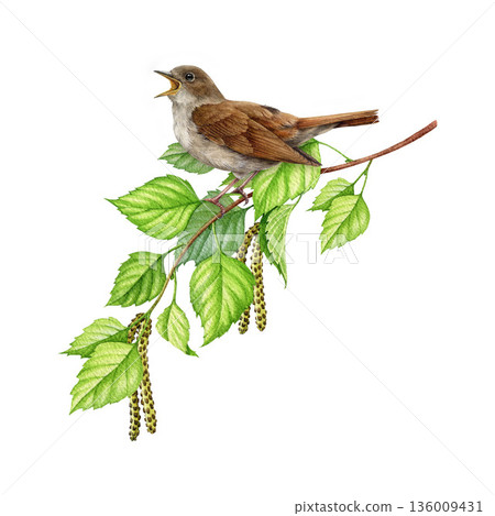 Singing nightingale bird on birch tree branch watercolor illustration. Hand drawn luscinia megarhynchos European wildlife forest songbird perched on a springtime twig isolated on white background. 136009431