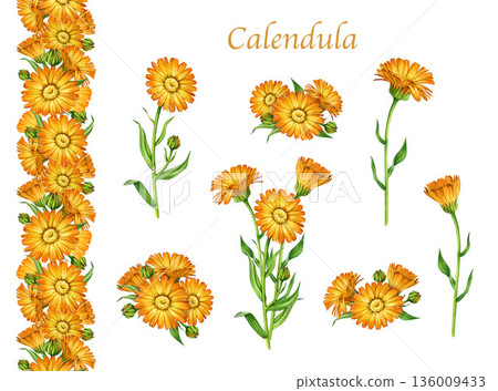 Calendula medicinal plant with flowers watercolor illustration set. Hand drawn calendula officinalis healing anti inflammatory herb elements, seamless border natural collection on white background Calendula medicinal plant with flowers watercolor illustration set. Hand drawn calendula officinalis healing anti inflammatory herb elements, seamless border natural collection on white background 136009433