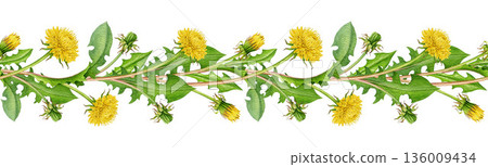 Dandelion flowers with leaves seamless border decor watercolor illustration. Hand drawn spring countryside wildflower elegant border decoration element. Blooming dandelions on white background Dandelion flowers with leaves seamless border decor watercolor illustration. Hand drawn spring countryside wildflower elegant border decoration element. Blooming dandelions on white background 136009434