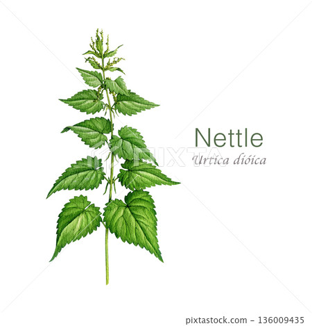 Nettle plant isolated on white background watercolor illustration. Hand drawn urtica dioica vintage style botanical image. Stinging nettle medicinal herb wild meadow plant 136009435