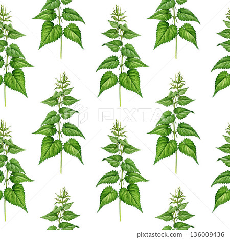 Nettle plant seamless pattern element on white background. Hand drawn urtica dioica vintage style botanical watercolor illustration. Stinging nettle medicinal herb wildflower plant seamless pattern Nettle plant seamless pattern element on white background. Hand drawn urtica dioica vintage style botanical watercolor illustration. Stinging nettle medicinal herb wildflower plant seamless pattern 136009436