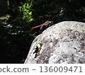 紅蜻蜓棲息在岩石上 136009471