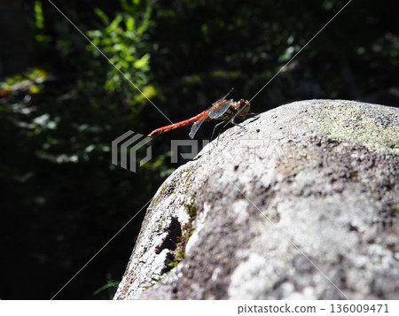 紅蜻蜓棲息在岩石上 136009471