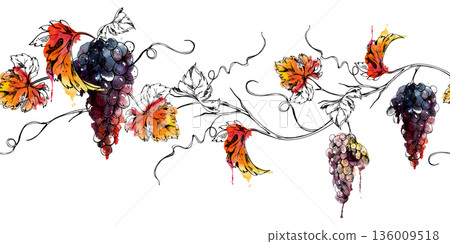 Vine seamless banner of ripe grape clusters, leaves and tendrils. Isolated illustration hand drawn in watercolor and ink for winery visuals, posters, websites, artisan packaging, magazine features. Vine seamless banner of ripe grape clusters, leaves and tendrils. Isolated illustration hand drawn in watercolor and ink for winery visuals, posters, websites, artisan packaging, magazine features. 136009518