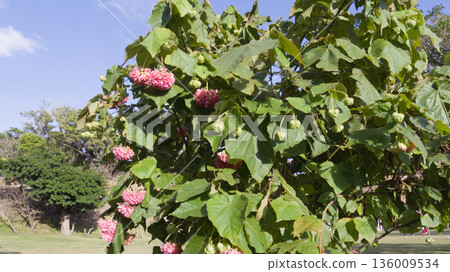 熱帶地區盛開的 Dombeya wallickii 花朵 熱帶地區盛開的 Dombeya wallickii 花朵 136009534
